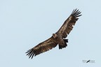 Grifone_Gyps fulvus