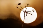 Imenottero all'alba
