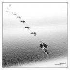 Follow Me