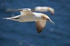 Sula in volo