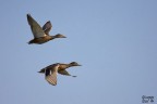 Germani in volo