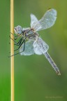 Classica  posa &quot;Sympetrum fonscolombii &quot;