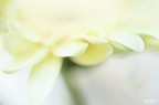 Non faccio foto di fiori