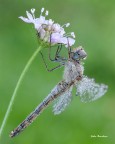 Sympetrum-striolatum