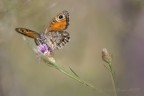Volando tra un fiore e un fiore...
