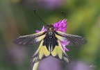 Libelloides coccajus_DSC4117