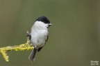 Cincia bigia