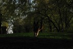 Ilka controluce