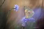 Colias Crocea