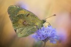 Colias Crocea4