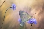 Colias Crocea 3