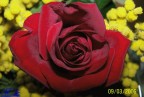 Rosa