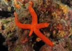 stella marina...la forza della natura non si arrende mai....