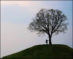 l'albero