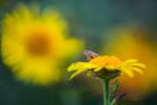 ...la signora  in giallo ...  cicadella con ospite ...
/3.5 180.0 mm 1/250 iso  500.  plamp . cavalletto .scatto remoto. luce  naturale .
HR https://www.flickr.com/photos/giuseppe_zingarelli/36171809294/in/dateposted-public/