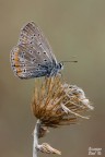 Icarus