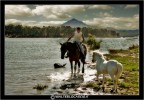 Cavalli al lago