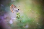 Dalla serie Scatti in libert.  /3.5  180.0 mm  1/80 iso 500 luce naturale  fs di 4/5 scatti  
https://www.flickr.com/photos/giuseppe_zingarelli/36974464812/in/dateposted-public/