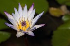 Sigurt Ninfea stellata
