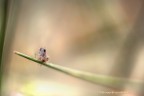 L' ortottero tra le ginestre