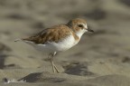 Fratino giovane (Charadrius alexandrinus)
