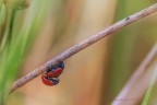 ... tra le ginestre....  non disturbate ... grazie   Scatti in libert : /2.8 180.0 mm 1/640  iso 320 Luce naturale FS di 5/6 scatti 
https://www.flickr.com/photos/giuseppe_zingarelli/37153020545/in/dateposted-public/