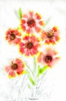 fiori