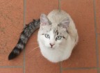 Gatto o Girino?