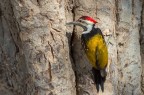 Picchio goldenback