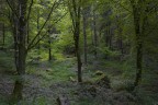 il bosco profondo