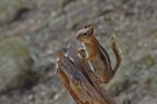 Scoiattolo terricolo dal mantello dorato (Spermophilus later