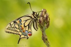 Papilio machaon (Linnaeus, 1758) (Lepidoptera - Papilionidae)

Canon EOS 7D + Sigma 180mm f/3.5 EX DG HSM Macro

Suggerimenti e critiche sempre ben accetti
[http://www.rossidaniele.com/HR/_MG16102copia-mdc-cr-2048.jpg]Versione HR[/url]