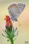 Polyommatus icarus Polyommatus icarus