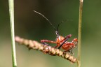 Macro 1