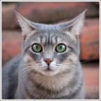 occhi di gatto