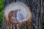Cavallo di legno