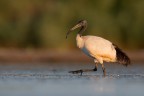 Ibis Sacro (AL TOP non era solo...ahahaha)