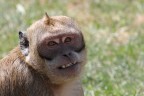 Macaco del parco naturalistico di Fasano