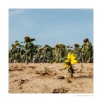 Girasoli
