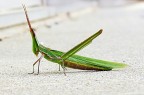 Solo per documentare l'articolazione del capo dell'acrida...pensavo che il corpo affusolato fosse tutto d'un pezzo, quando me lo son trovato a bocca(?) aperta, son rimasto basito. La capacit della Natura di meravigliarmi sempre  inarrivabile.

kampes