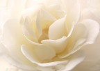La rosa bianca