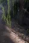 Ombre e luci del bosco