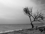 Albero solitario