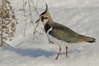 Pavoncella (Vanellus vanellus) Pavoncella (Vanellus vanellus)