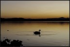 Swan Swan