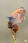 Coenonympha pamphilus