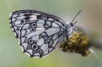 Melanargia galathea, colta in un ritratto serale...
Critiche e commenti sono graditi
MVM0825
[url=http://funkyimg.com/view/2yfGM]H.R.[/url]