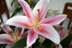 Lilium
