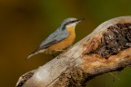 Picchio Muratore
Nuthatch
Sitta europaea (Linnaeus, 1758) 

Pontresina - Ottobre 2017