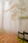 il bosco incantato